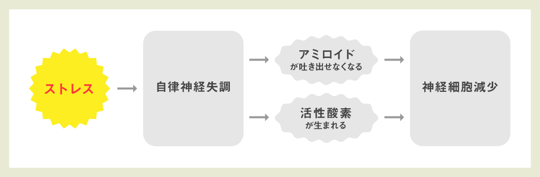 ストレス→自律神経失調→アミロイドが吐き出せなくなる/活性酸素が生まれる→神経細胞減少