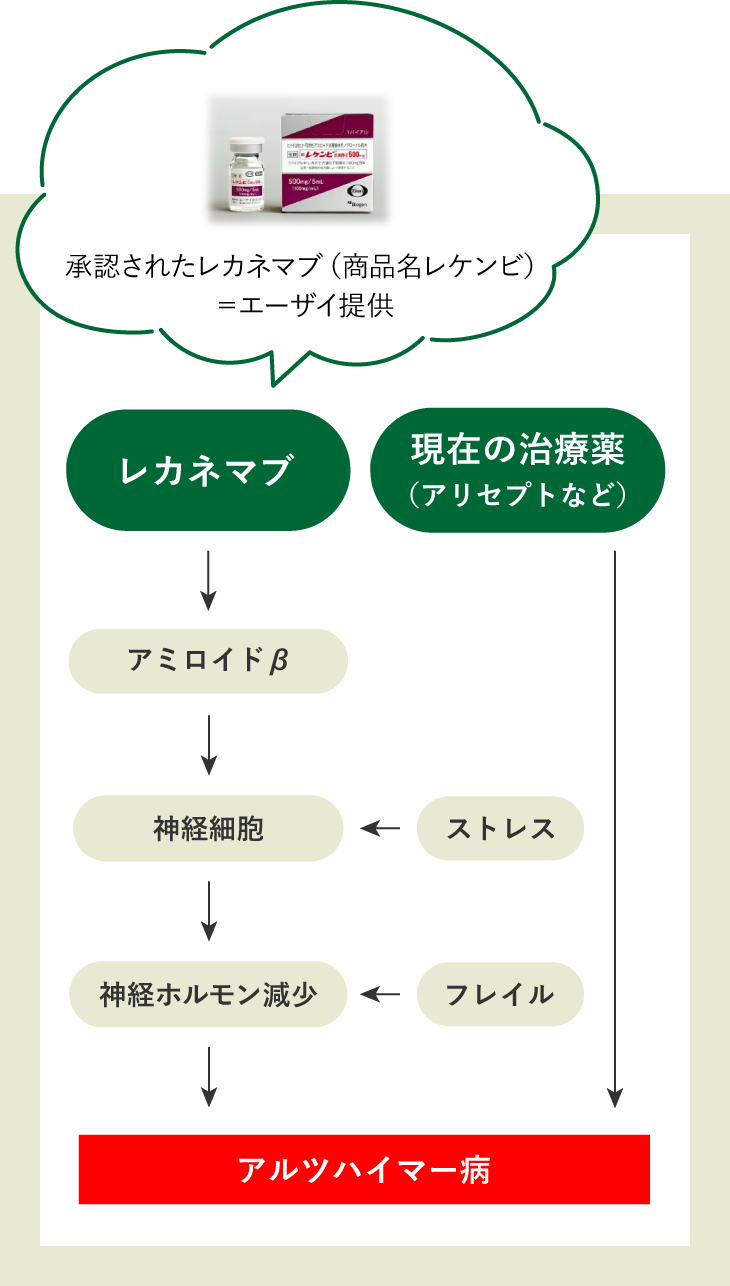レカネマブ→アミロイドβ→神経細胞(←ストレス)→神経ホルモン減少(←フレイル)→アルツハイマー病(←現在の治療薬(アリセプトなど))