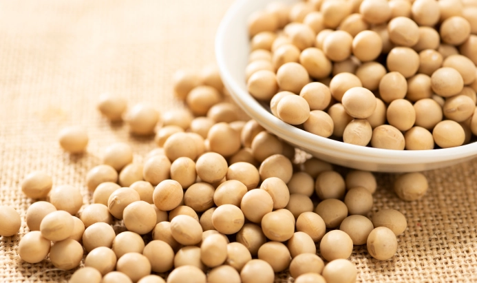 大豆イメージ