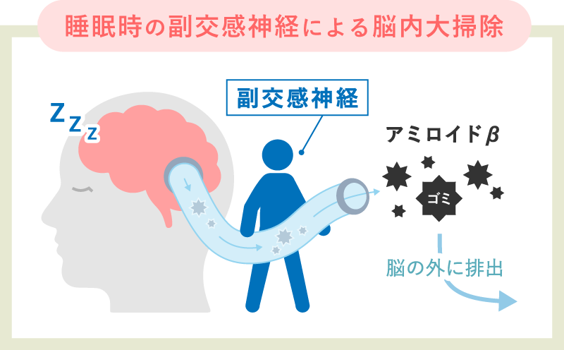 睡眠時の副交感神経による脳内大掃除 副交感神経 アミロイドβ（ゴミ） 脳の外に排出